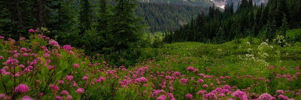 Tawuła, Kwiaty, Tatoosh Range, Góry, Park Narodowy Mount Rainier, Stany Zjednoczone, Stan Waszyngton, Łąka, Drzewa