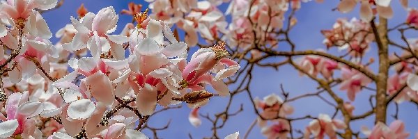 Biało-różowe, Gałązki, Kwiaty, Magnolia
