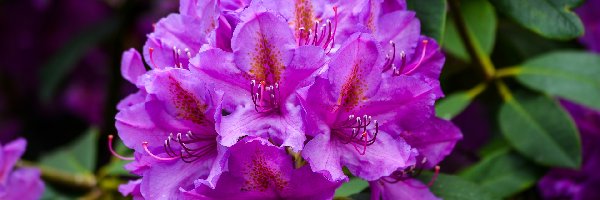 Rododendron, Kwiaty, Fioletowe