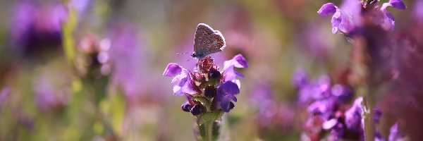 Modraszek ikar, Kwiaty, Fioletowe, Motyl