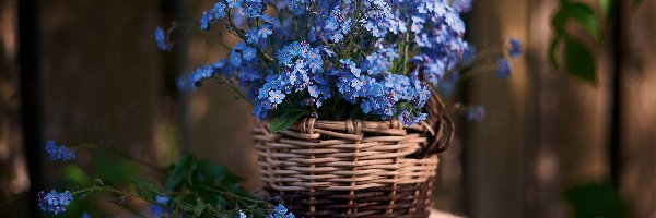 Niebieskie, Koszyk, Kwiaty, Niezapominajki