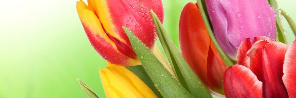 Mokre, Krople, Tulipany, Kolorowe