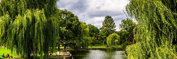 Drzewa, Jezioro, Wierzby, Park