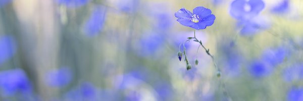 Kwiaty, Rozmycie, Len, Niebieskie