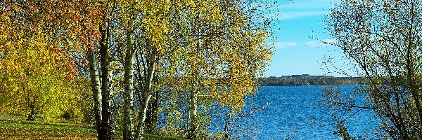 Jezioro, Brzozy, Drzewa, Jesień