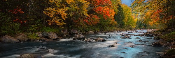 Rzeka, Drzewa, Jesień, Kamienie