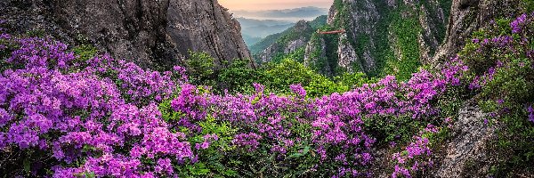 Korea Południowa, Skały, Kwiaty, Jujaksan, Góry, Chmury, Azalia