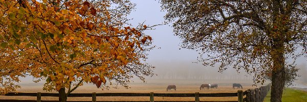 Konie, Ogrodzenie, Pastwisko, Mgła, Drzewa, Jesień
