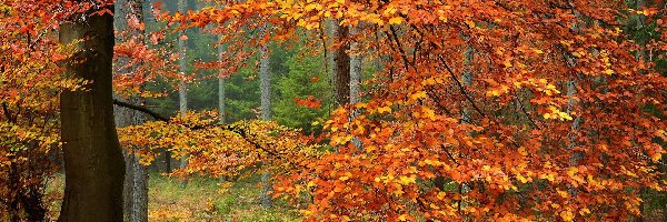 Drzewa, Pożółkłe, Las, Jesień, Liście