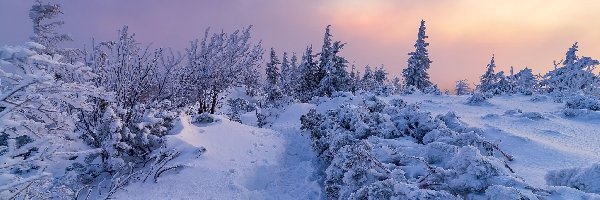 Polska, Drzewa, Droga, Śnieg, Zima, Babiogórski Park Narodowy, Chmury