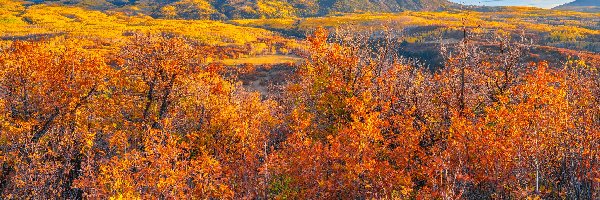 Kebler Pass, Kolorado, Drzewa, Jesień, Góry, Rezerwat, Gunnison, Stany Zjednoczone