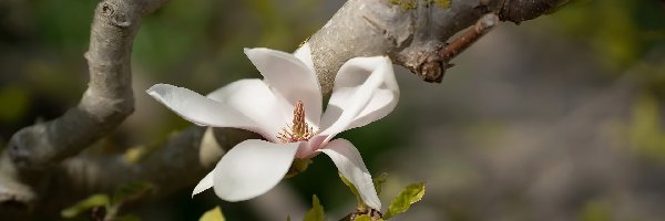 Kwiat, Gałązka, Magnolia, Biały