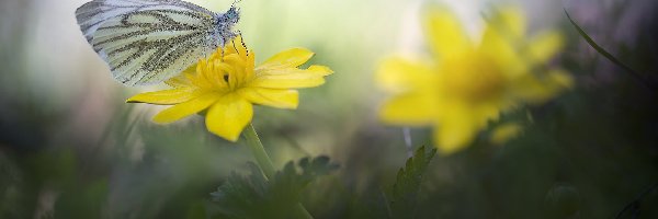 Bielinek, Kwiat, Żółty, Motyl