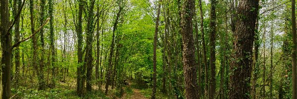 Ścieżka, Las, Drzewa