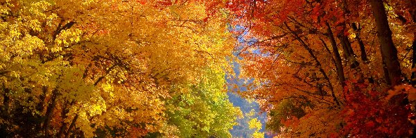 Drzewa, Droga, Słoneczne, Światło, Las, Kolorowe, Liście, Jesień