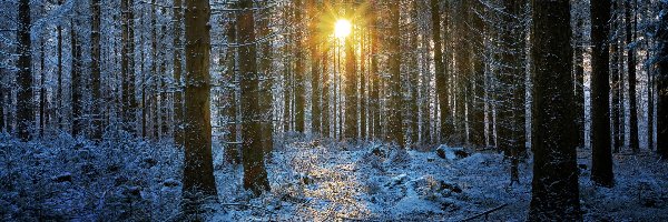 Promienie słońca, Śnieg, Drzewa, Poranek, Las, Zima