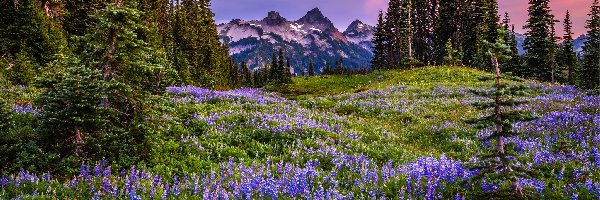 Łubin, Kwiaty, Tatoosh Range, Góry, Park Narodowy Mount Rainier, Stany Zjednoczone, Stan Waszyngton, Łąka, Mgła