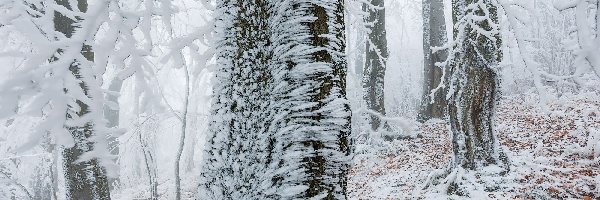 Zima, Szron, Śnieg, Las, Drzewa