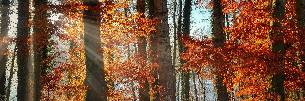 Jesień, Las, Drzewa, Przebijające światło, Jezioro