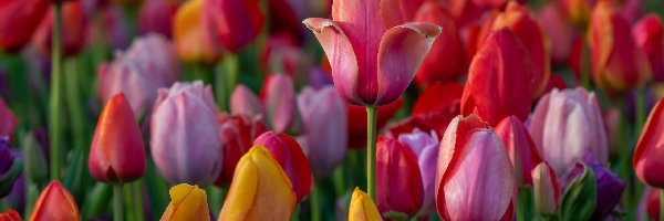 Rozkwitające, Kolorowe, Tulipany, Kwiaty