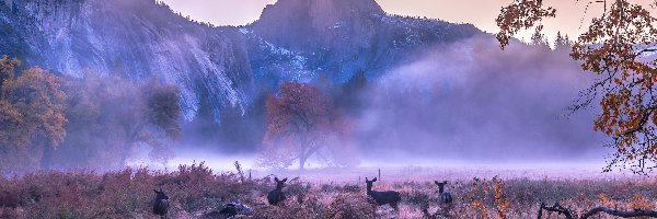 Góry, Kalifornia, Sarny, Drzewa, Park Narodowy Yosemite, Jesień, Mgła, Stany Zjednoczone