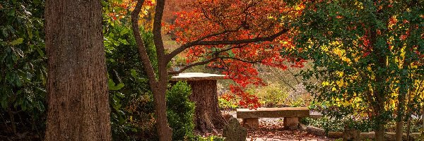 Park, Drzewa, Kolorowe, Jesień, Ławka