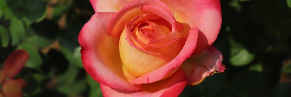 Róża, Czerwono-żółta, Rozkwitająca
