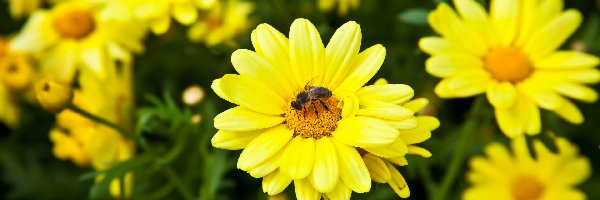 Kwiaty, Zbliżenie, Pszczoła, Żółte
