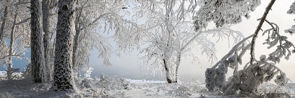 Śnieg, Drzewa, Ośnieżone, Zima, Gałęzie