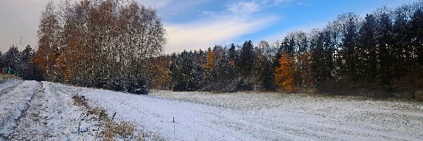 Drzewa, Łąka, Zima