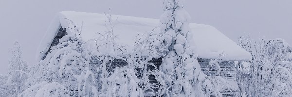 Zima, Zaśnieżone, Śnieg, Dom, Drzewa