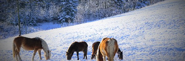 Konie, Las, Wzgórze, Zima