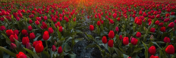 Tulipany, Wiatraki, Zachód słońca, Pole