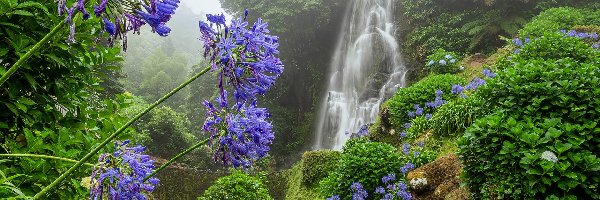 Portugalia, Niebieskie kwiaty, Dżungla, Mirador de Ribeira dos Caldeiroes, Wodospad, Achada, Mgła
