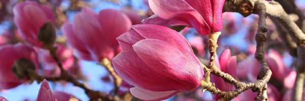 Magnolia, Kwiaty, Różowe, Zbliżenie, Gałązki