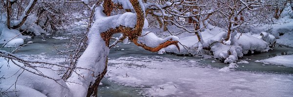 Gałęzie, Śnieg, Drzewa, Rzeka, Las, Zima