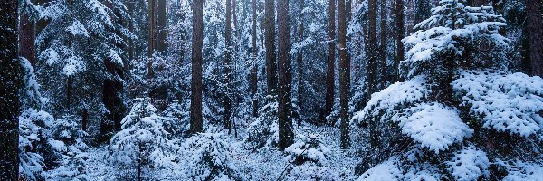 Śnieg, Krzewy, Drzewa, Zima, Ośnieżone, Las