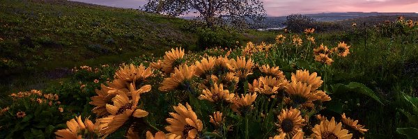 Rezerwat przyrody, Drzewo, Balsamorhiza, Kwiaty, Żółte, Stany Zjednoczone, Oregon, Łąka, Columbia River Gorge