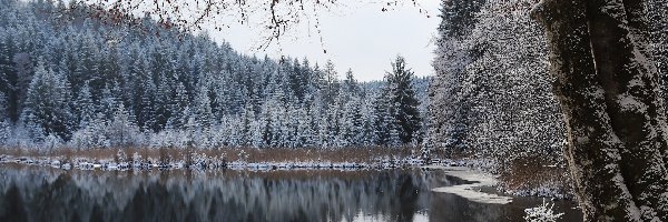 Zima, Drzewa, Las, Jezioro, Śnieg