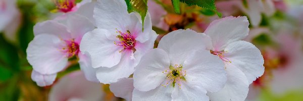 Kwiaty, Jabłoń, Drzewo owocowe, Wiosna, Gałązki