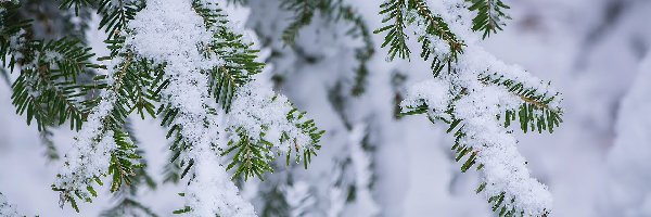 Śnieg, Drzewo iglaste, Gałązki