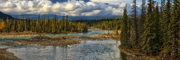 Kanada, Drzewa, Las, Góry, Park Narodowy Jasper, Prowincja Alberta, Rzeka Athabasca