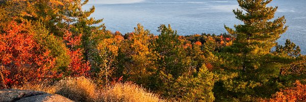 Drzewa, Kolorowe, Skała, Superior Lake, Jezioro, Stany Zjednoczone, Michigan, Trawa, Jesień