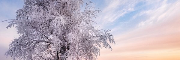 Zima, Ośnieżone, Drzewo