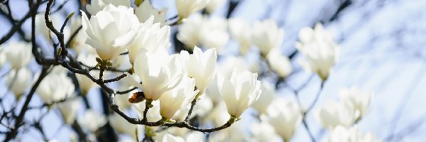 Magnolie, Gałązki, Białe, Kwiaty