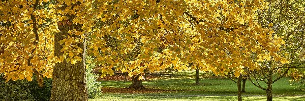 Park, Klon, Drzewo, Jesień