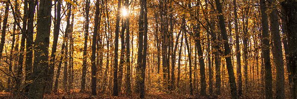 Drzewa, Liście, Promienie słońca, Jesień