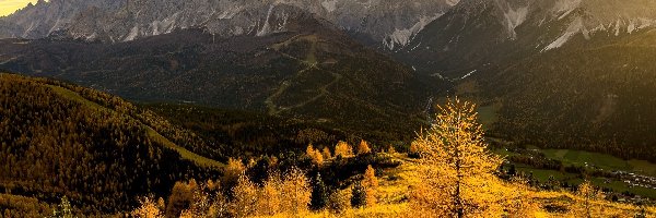 Modrzewie, Żółte, Dolomity, Góry, Jesień, Włochy, Tyrol, Drzewa, Trawa