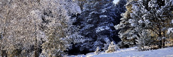 Droga, Las, Drzewa, Śnieg, Ośnieżony, Zima