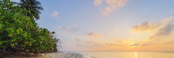 Wyspa Feridhoo, Morze, Wschód słońca, Malediwy, Palma, Plaża